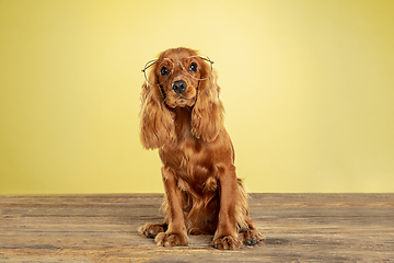 Image showing Studio shot of english cocker spaniel dog isolated on yellow studio background
