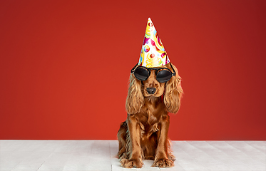 Image showing Studio shot of english cocker spaniel dog isolated on red studio background