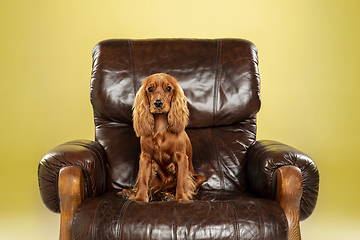 Image showing Studio shot of english cocker spaniel dog isolated on yellow studio background