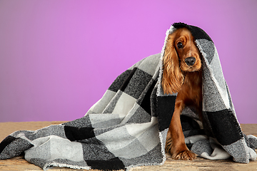 Image showing Studio shot of english cocker spaniel dog isolated on purple studio background