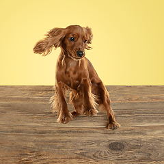 Image showing Studio shot of english cocker spaniel dog isolated on yellow studio background