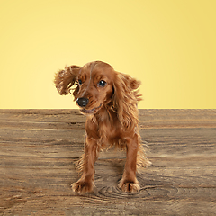 Image showing Studio shot of english cocker spaniel dog isolated on yellow studio background