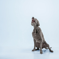 Image showing Studio shot of weimaraner dog isolated on blue studio background