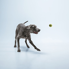 Image showing Studio shot of weimaraner dog isolated on blue studio background