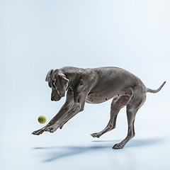 Image showing Studio shot of weimaraner dog isolated on blue studio background