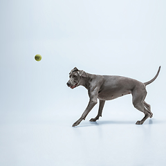 Image showing Studio shot of weimaraner dog isolated on blue studio background