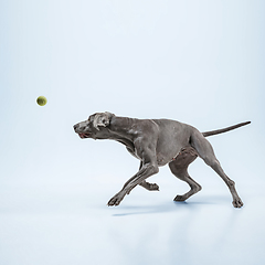 Image showing Studio shot of weimaraner dog isolated on blue studio background