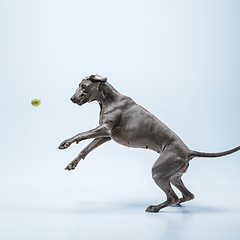 Image showing Studio shot of weimaraner dog isolated on blue studio background