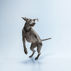 Image showing Studio shot of weimaraner dog isolated on blue studio background