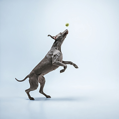 Image showing Studio shot of weimaraner dog isolated on blue studio background