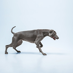 Image showing Studio shot of weimaraner dog isolated on blue studio background