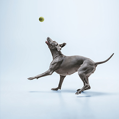 Image showing Studio shot of weimaraner dog isolated on blue studio background