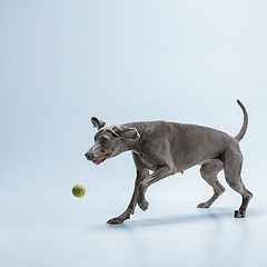 Image showing Studio shot of weimaraner dog isolated on blue studio background