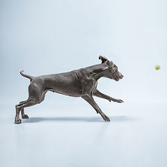 Image showing Studio shot of weimaraner dog isolated on blue studio background