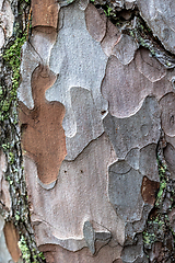 Image showing pine skin macro