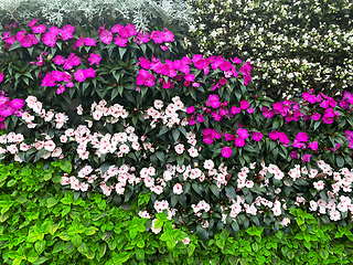 Image showing beautiful wall of flowers
