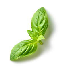 Image showing fresh green basil leaf