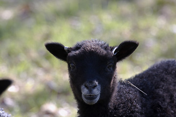 Image showing small black lamb