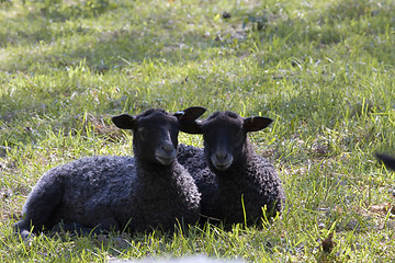 Image showing twin lambs