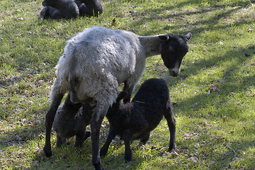 Image showing Suckling twins