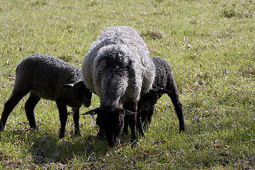 Image showing Suckling twins