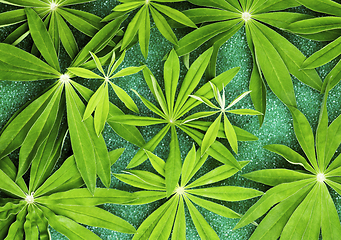 Image showing Green Lupines Leafs