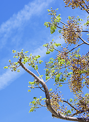 Image showing Melia Azedarach Tree