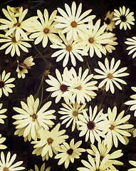 Image showing Garden Daisy Flowers