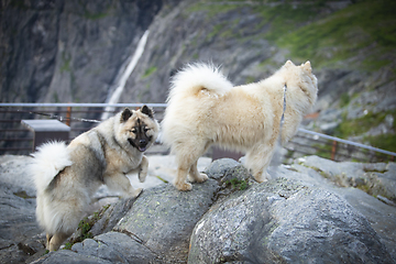 Image showing Eurasier Dog