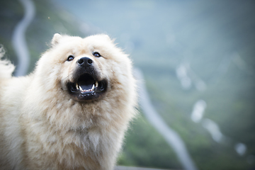 Image showing Eurasier Dog