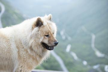 Image showing Eurasier Dog