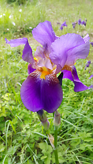 Image showing Beautiful iris flowers