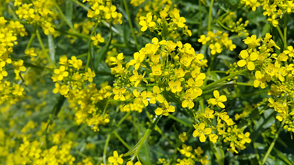 Image showing Beautiful wild yellow flowers