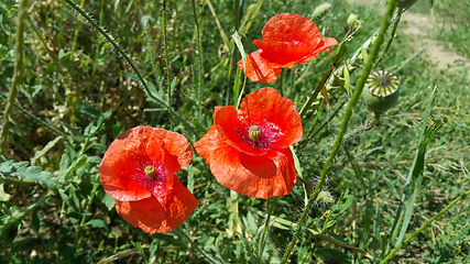 Image showing Bright red beautiful poppies