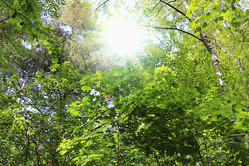 Image showing Trees and sunlight in the summer forest