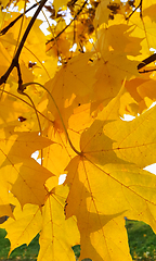 Image showing Bright autumn yellow foliage of maple tree