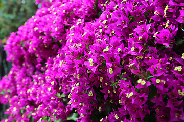 Image showing Beautiful bright branches of bougainvillea