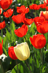 Image showing Beautiful bright tulips