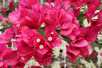 Image showing Beautiful bright bougainvillea flowers