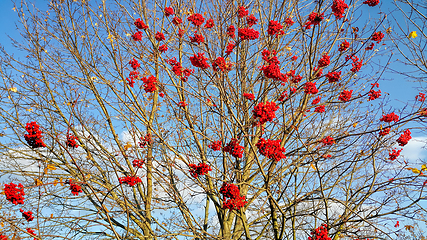 Image showing Branches of autumn mountain ash with bright red berries 