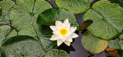 Image showing Water lily