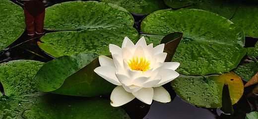 Image showing Water lily