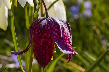 Image showing snakes head lily