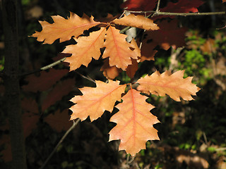 Image showing Autumn leaves