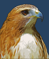 Image showing Ferruginous hawk (Buteo regalis)