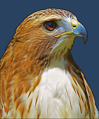 Image showing Ferruginous hawk (Buteo regalis)