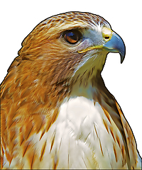 Image showing Ferruginous hawk (Buteo regalis)