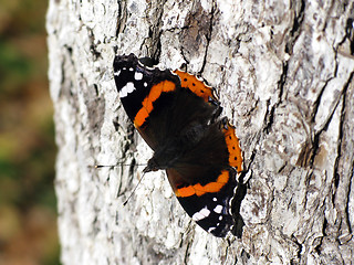 Image showing Butterfly