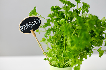 Image showing green parsley herb with name plate in pot on table