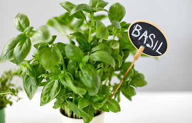 Image showing close up of basil herb with name plate in pot